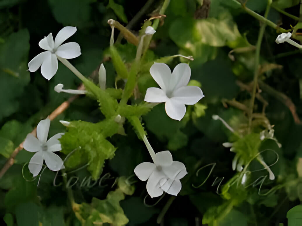 Chitrak root illustration