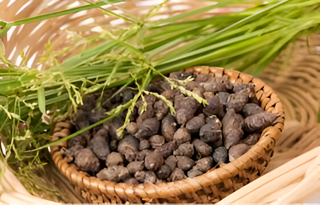 Nagarmotha plant illustration